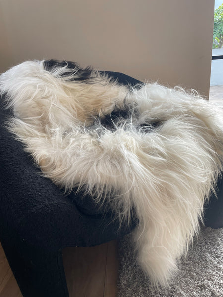 A natural XL black and whilte genuine soft luxury sheepskin rug