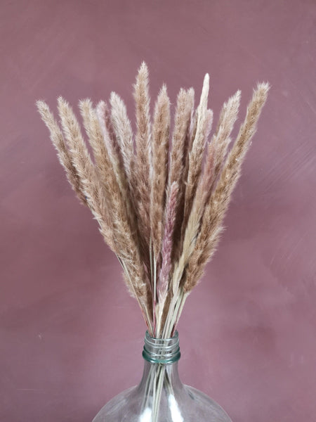 Thin pampas grass dried plume 20 stems