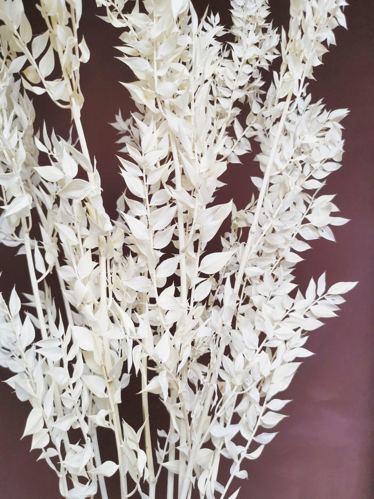 Premium White Italian Ruscus // Long Stem Dried Flower //Preserved
